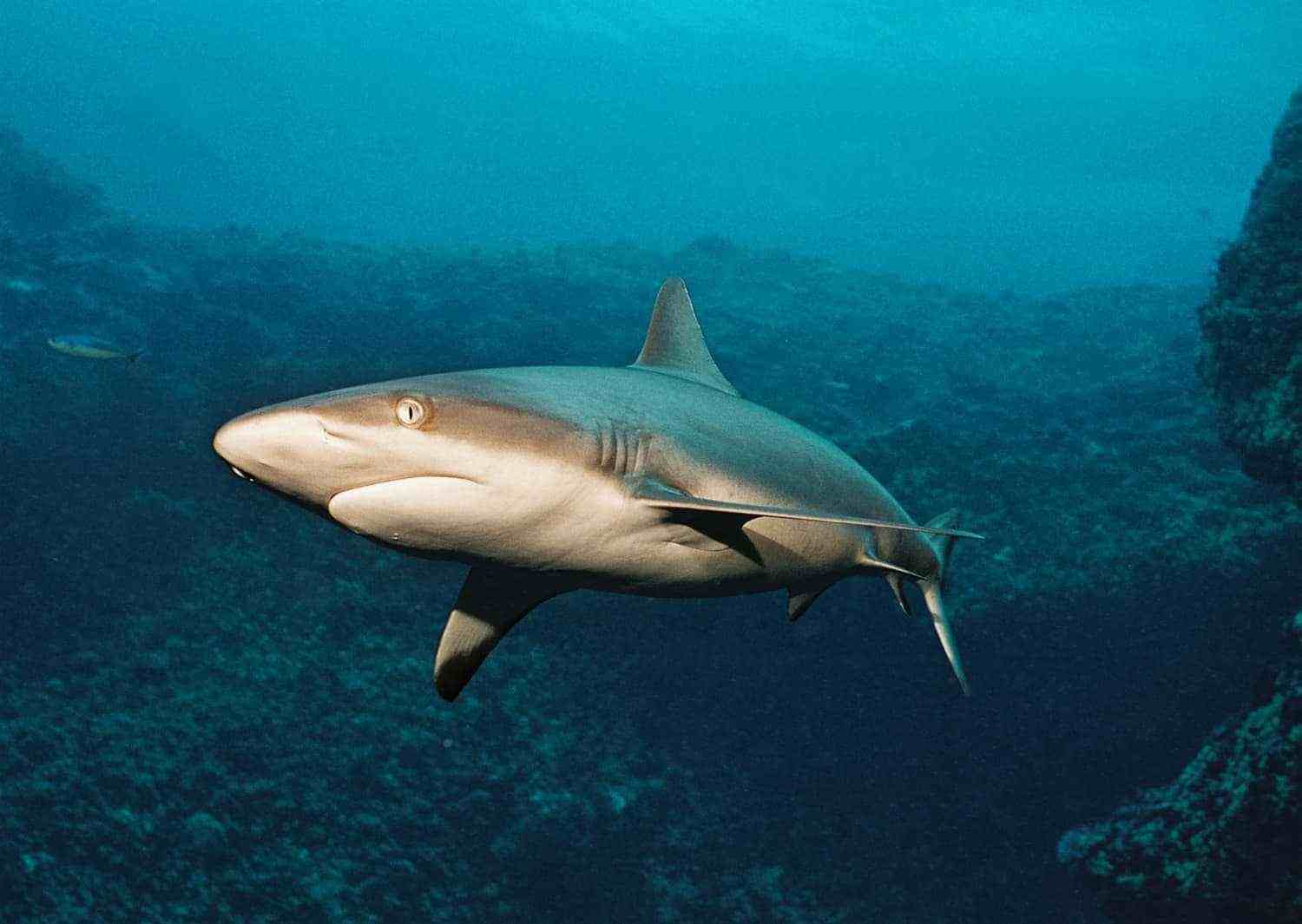 Grey reef sharks are one of the main attractions for divers in Palau