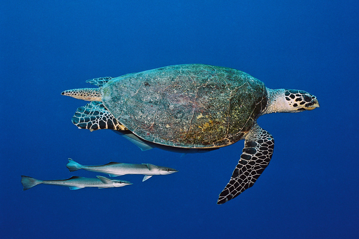 Palau Micronesia Scuba Diving 13