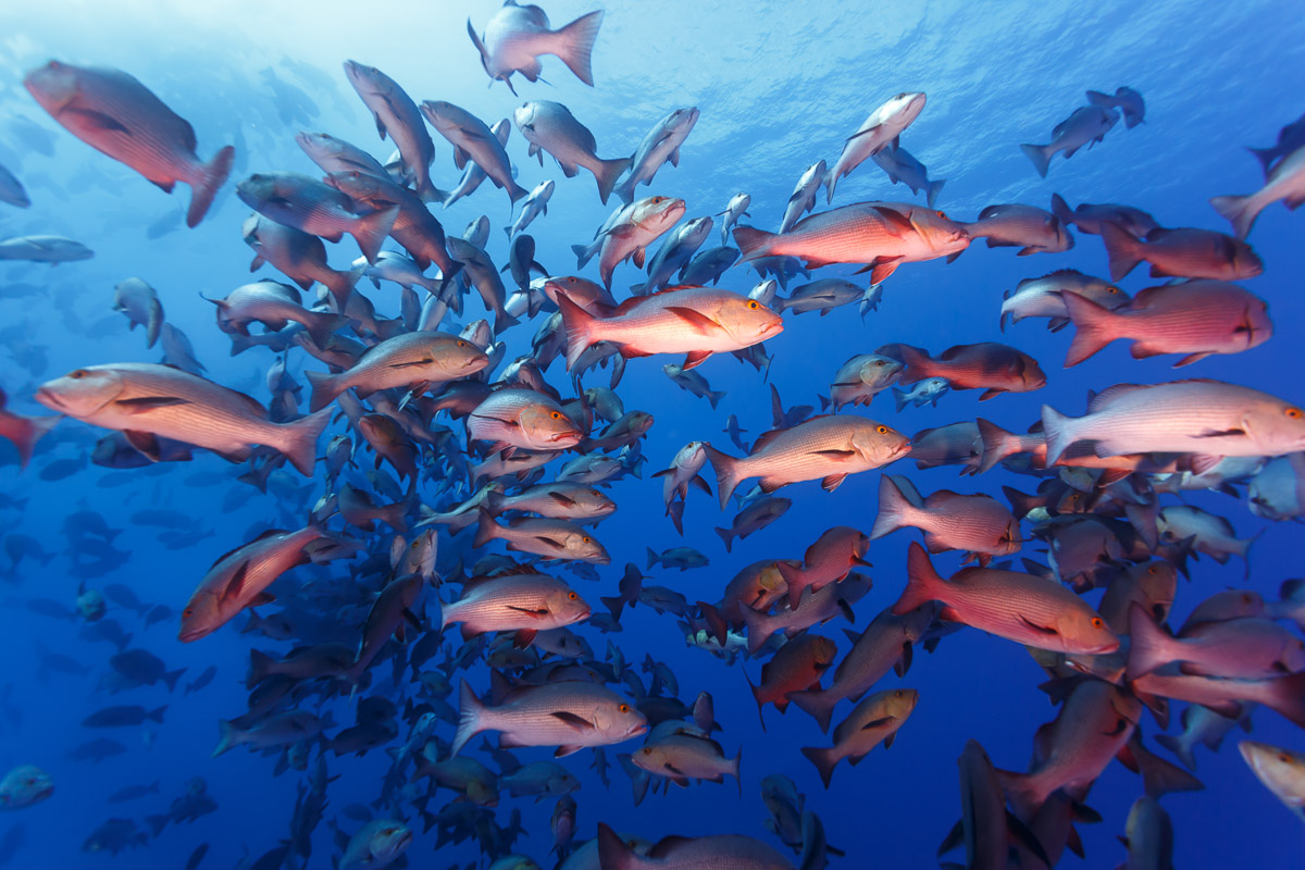 Palau Micronesia Scuba Diving 6