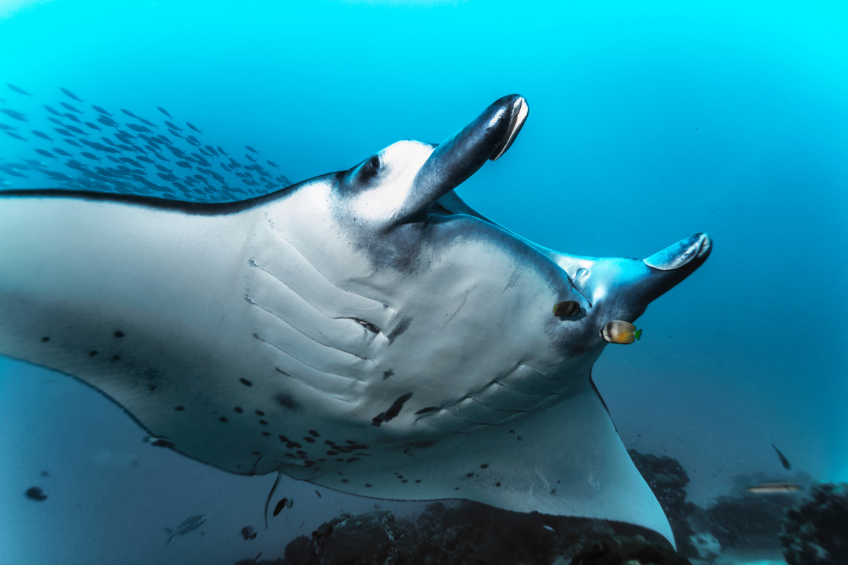 The man-made canal known as German Chanel is one of Palau's best dive sites for manta encounters