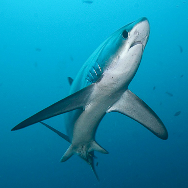 Dive with thresher sharks at Malapascua  Image