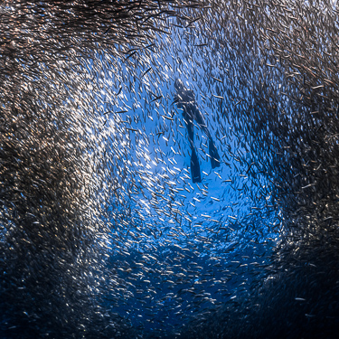 Dive Asia's sardine run at Moalboal Image