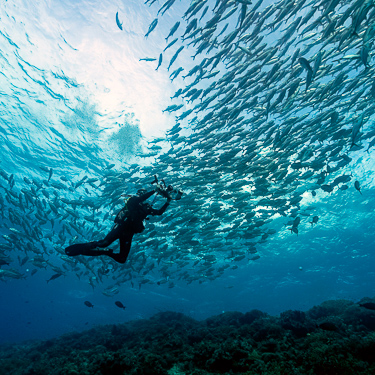 Explore Tubbataha's pristine reefs  Image