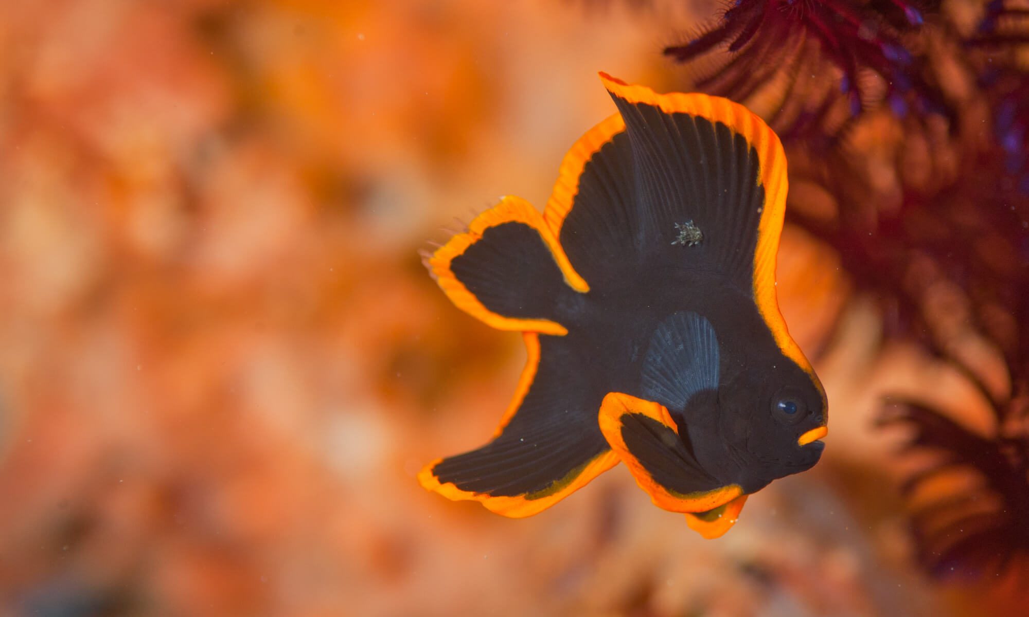 https://www.zubludiving.com/images/Philippines/Luzon/Anilao/Philippines_Anilao-12.jpg