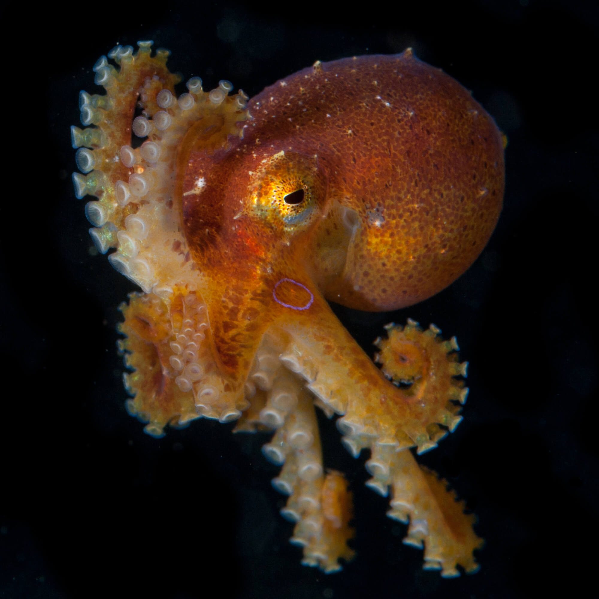 Blue-ringed octopus can be seen when diving in Anilao