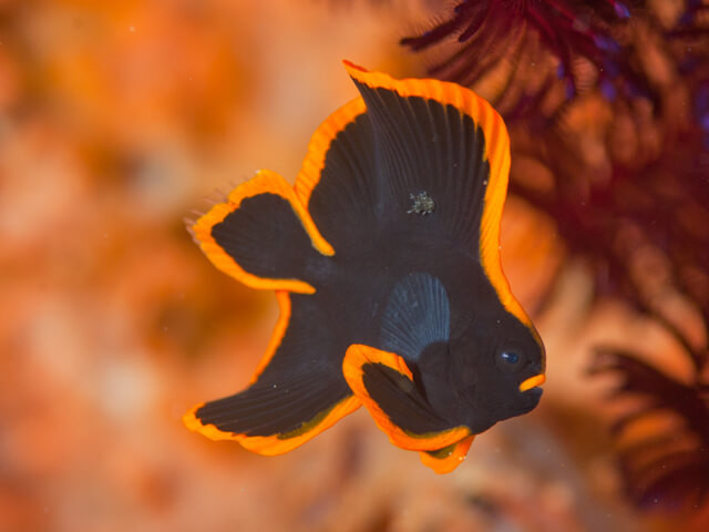 A juvenile pinnate batfish in Anilao, Philippines