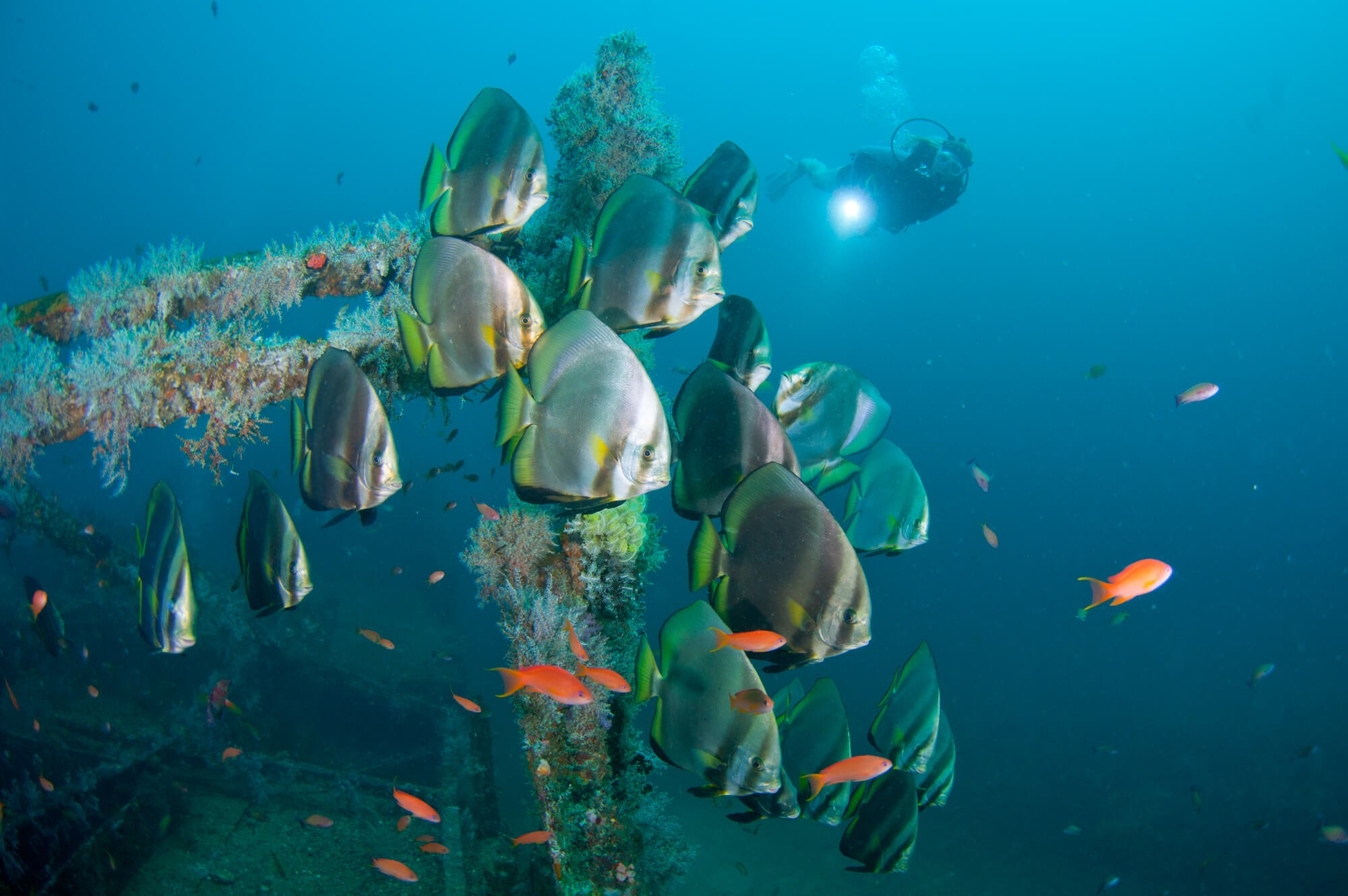 Spadefish in Puerto Galera, Philippines