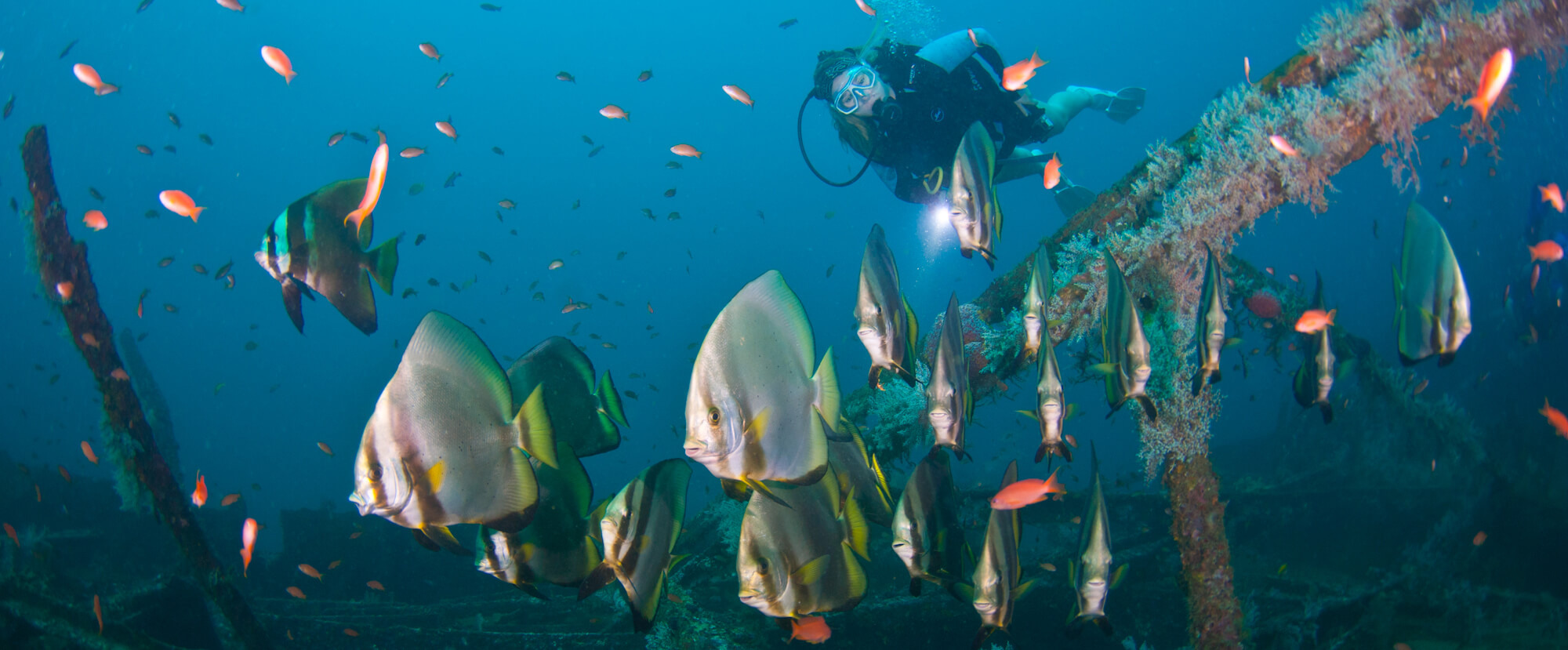 Fish songs raise hopes for coral reef recovery