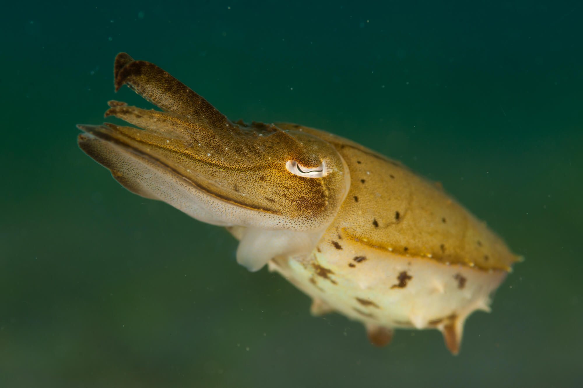 Zublu Camiguin Cuttlefish