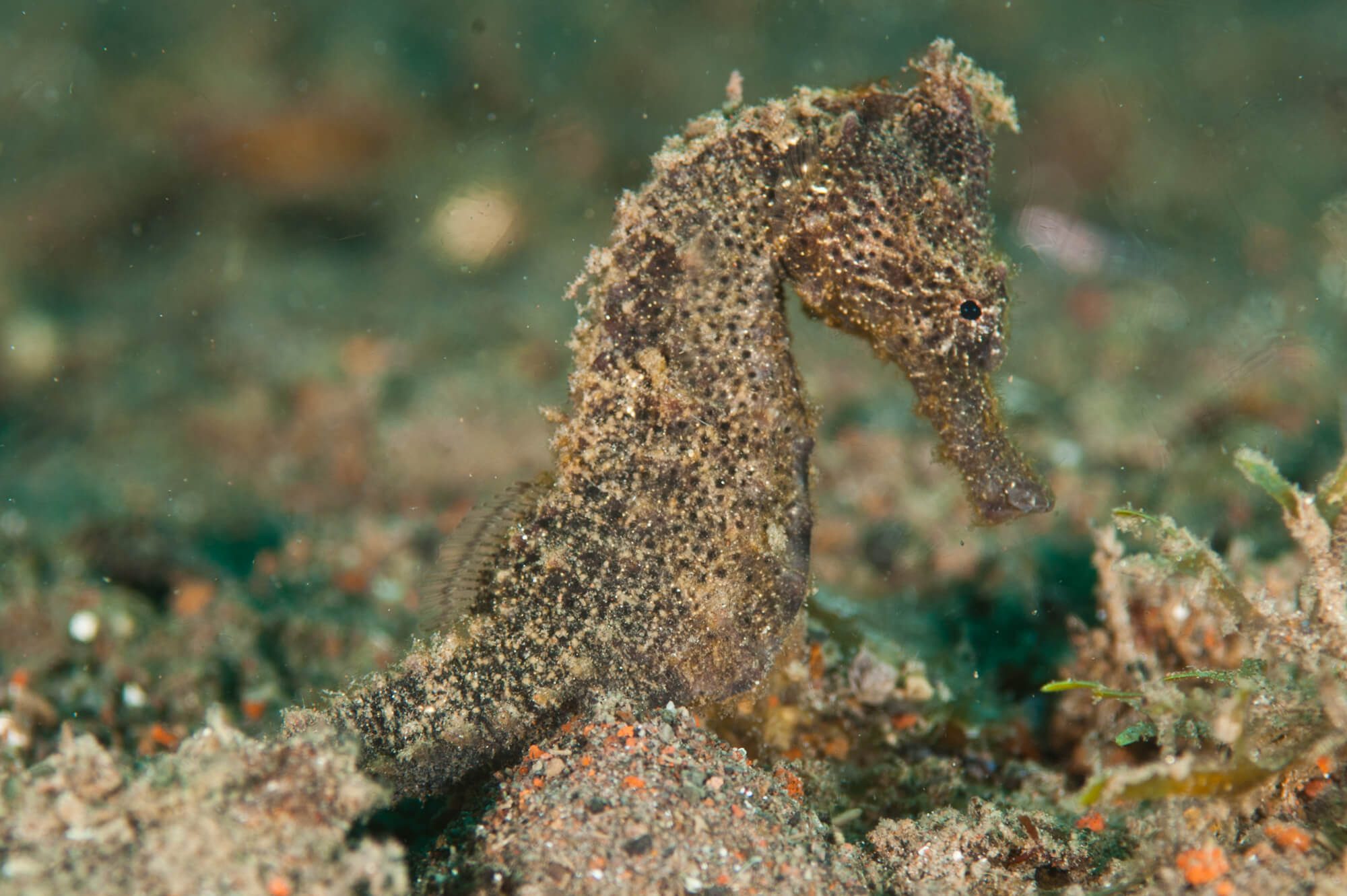 Zublu Camiguin Seahorse