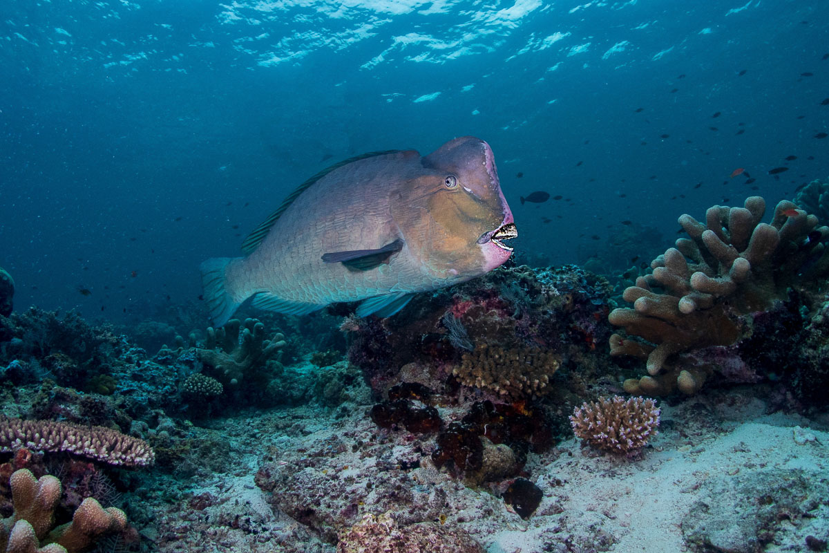 Apo Reef Occidental Mindoro Scuba Diving 10