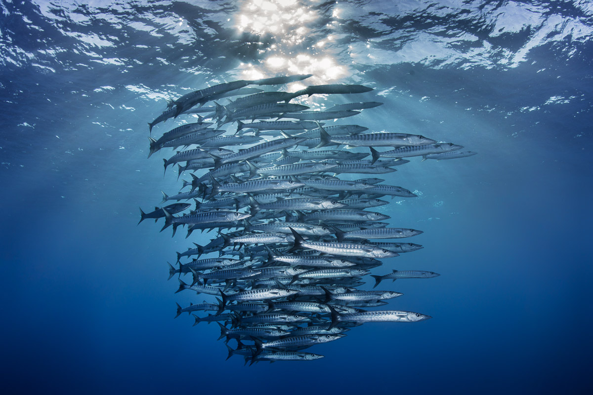 Apo Reef Occidental Mindoro Scuba Diving 2