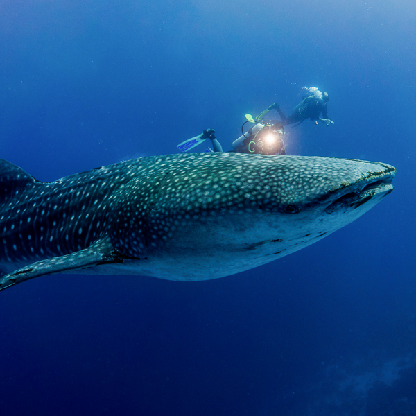 Dive remote and pristine reefs of Tubbataha Image