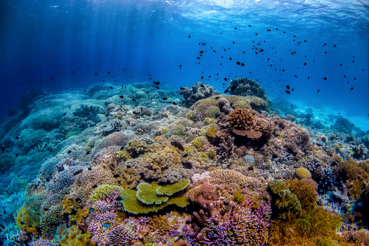 Tubbataha Reefs Diving Philippines 3