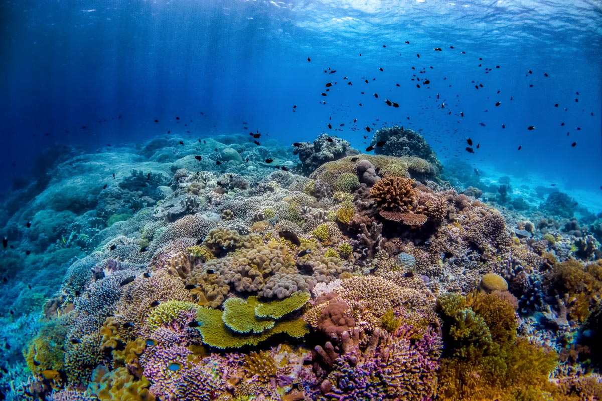 Scuba Diving in Tubbataha | ZuBlu