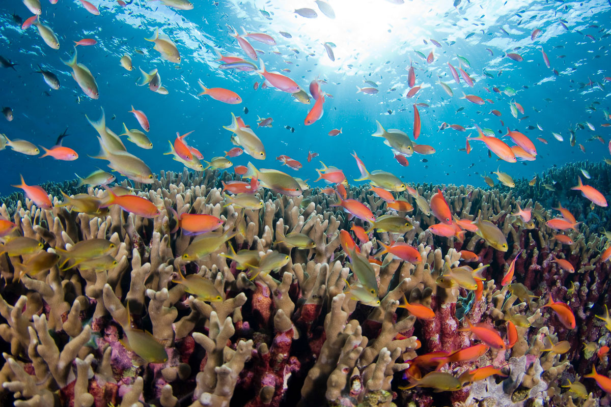 Tubbataha Reefs Diving Philippines 7