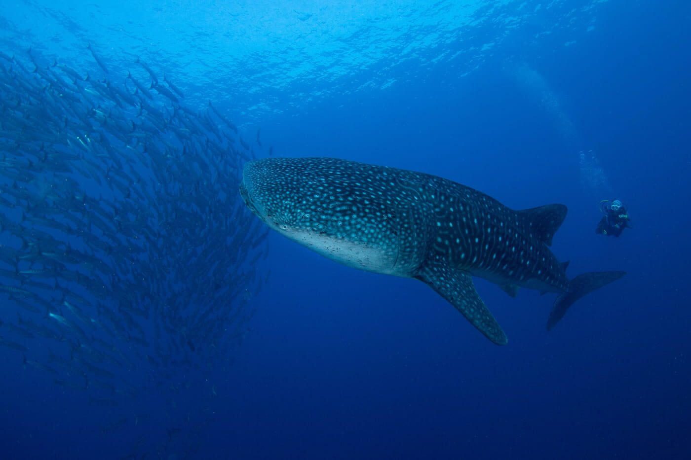 The remote Tubbataha acts as a beacon for large marine life, including whale sharks