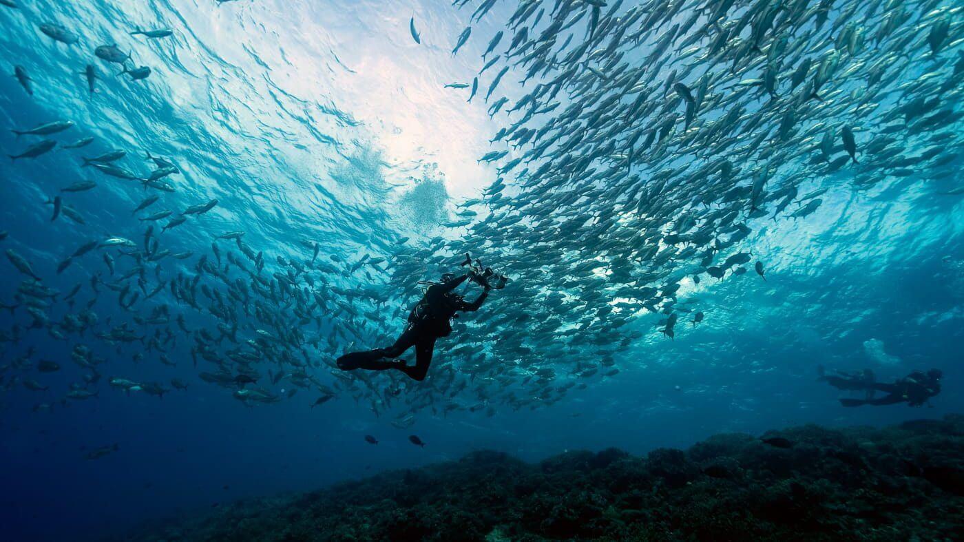 Discover true frontier diving at Tubbataha’s remote reefs