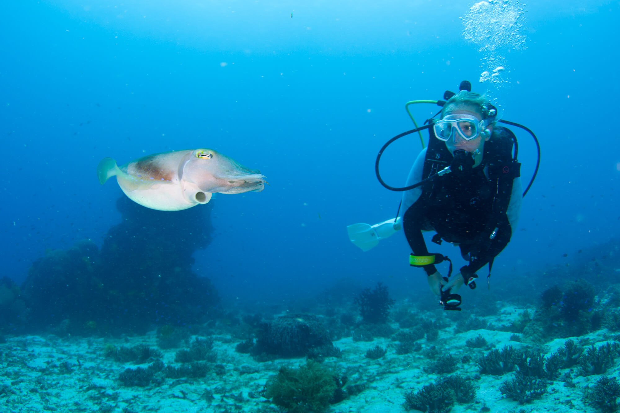 Cuttlefish are a treat for divers at Alona