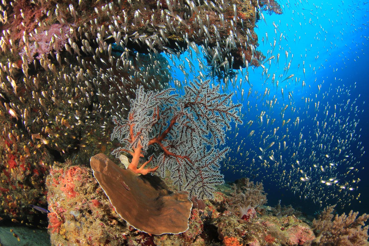 Scuba diving in Anda, Bohol | ZuBlu