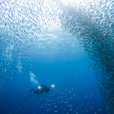 Swim with Moalboal’s schooling sardines Image