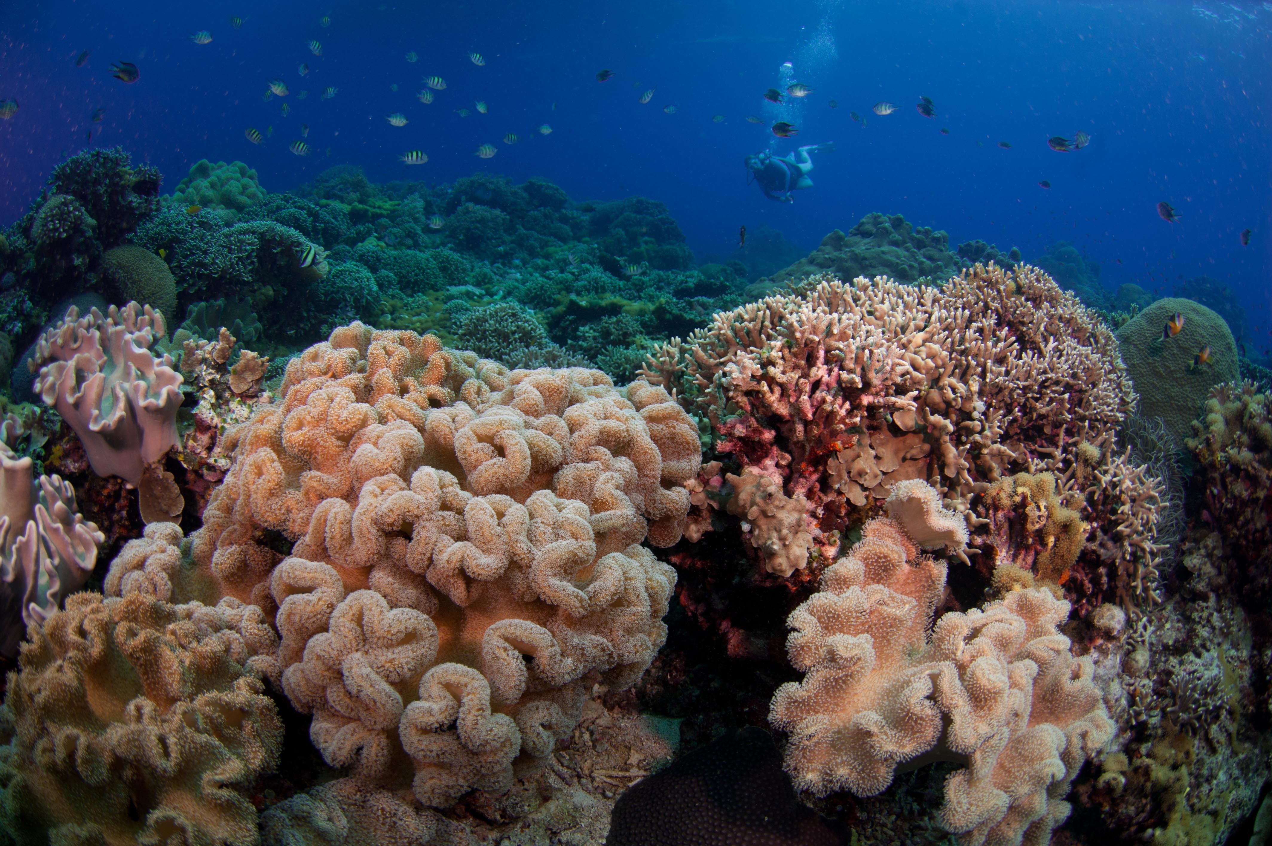 The reefs at Apo Island are flourishing