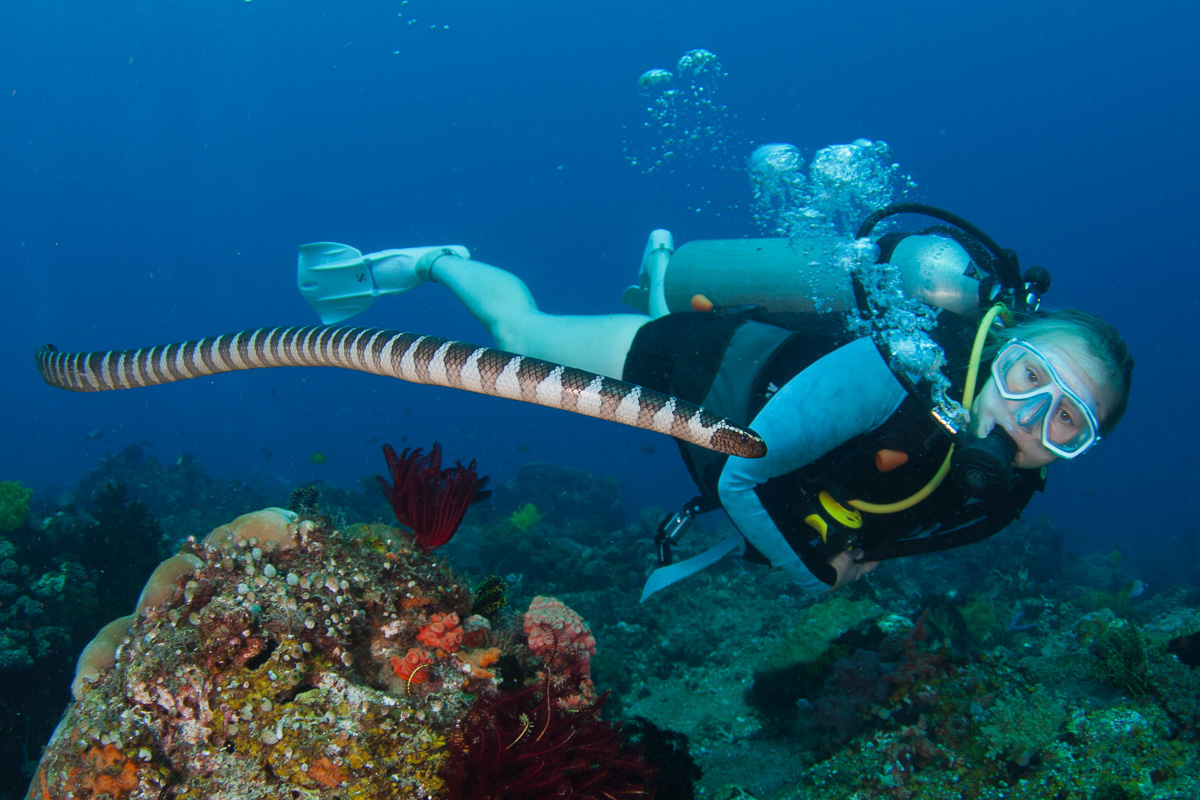 Dauin Dumaguete Apo Diving Philippines 3