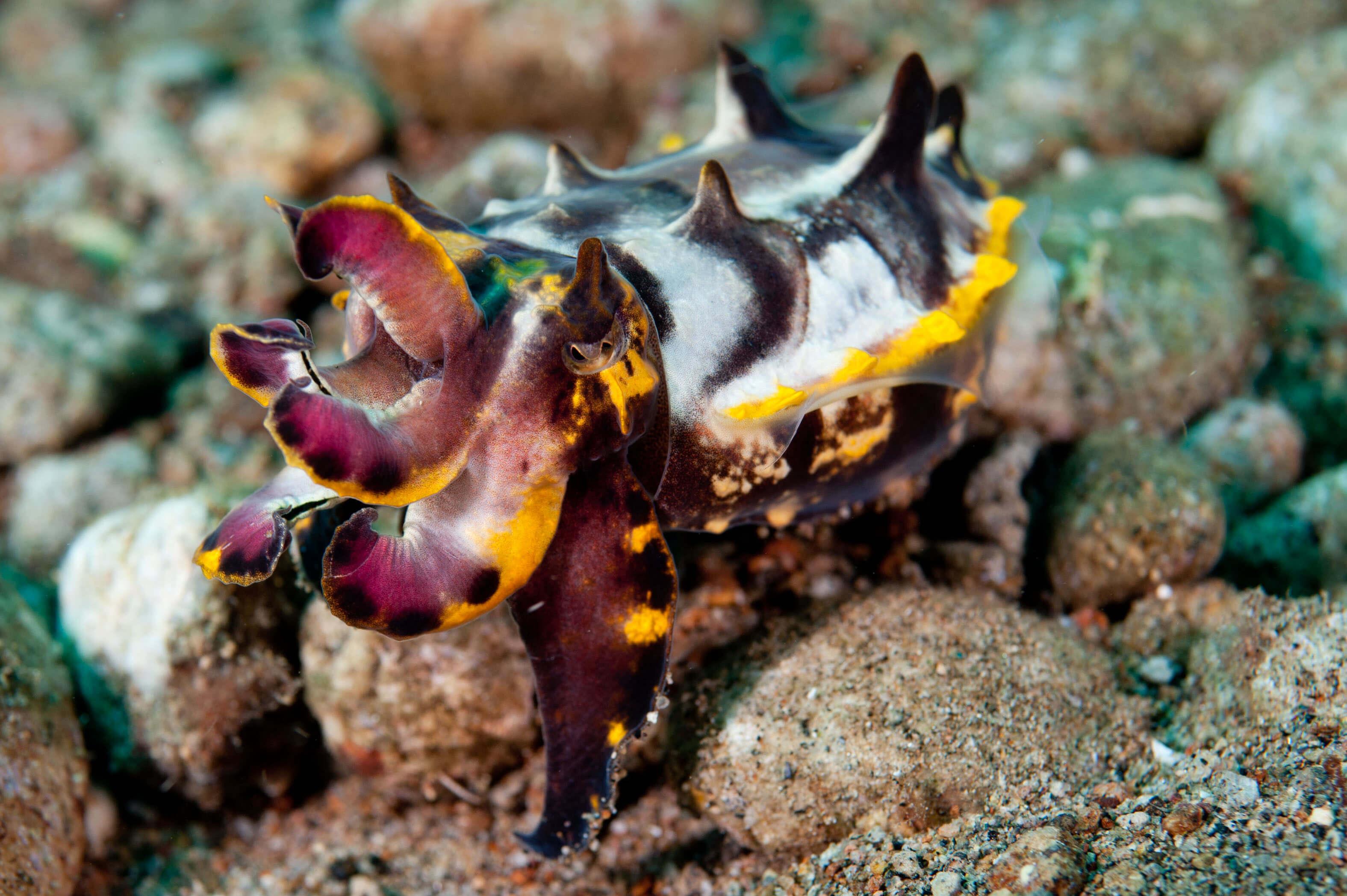 Flamboyant cuttlefish, Dumaguete, Philippines
