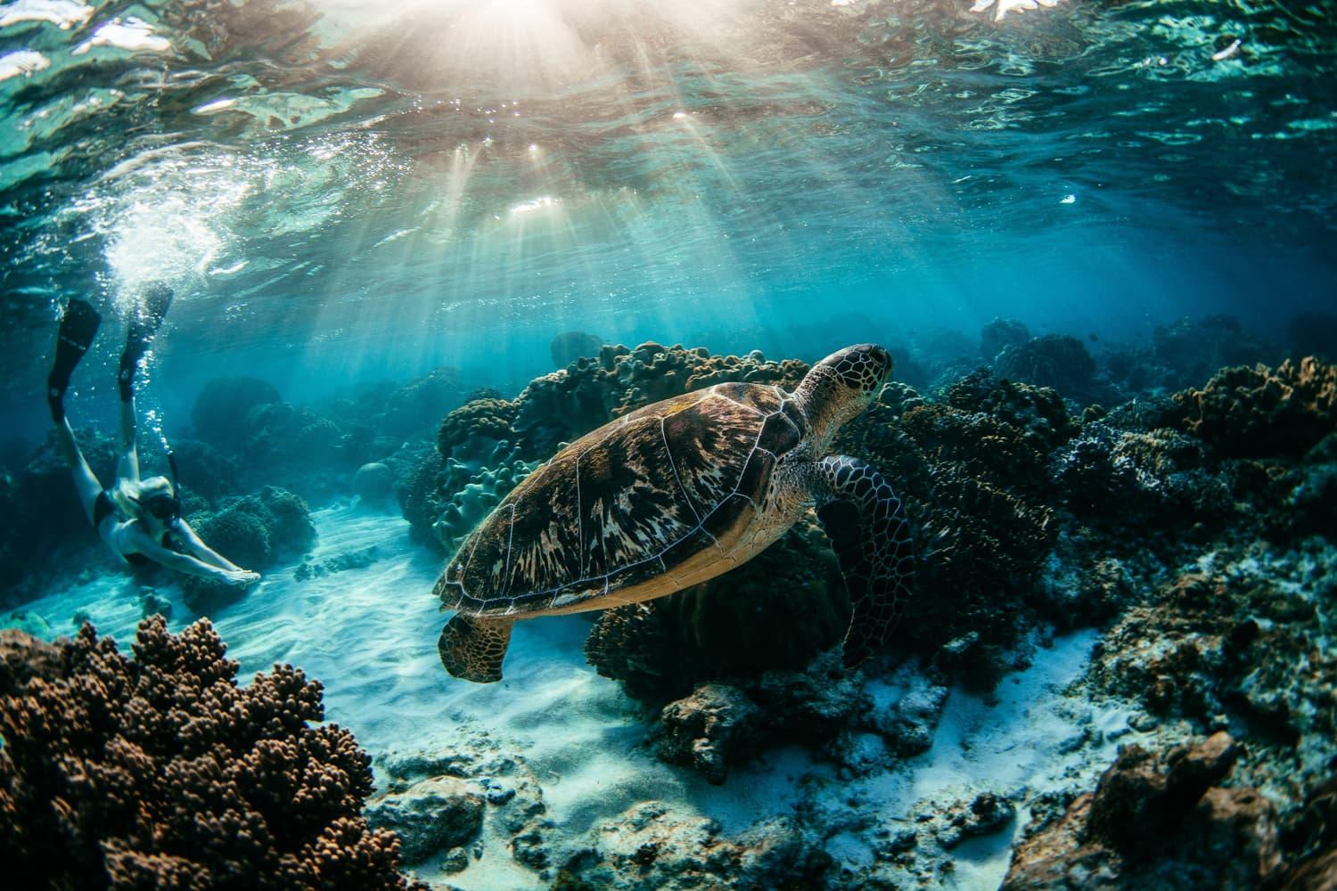 Snorkeling With Turtles In Apo Atmosphere Resorts