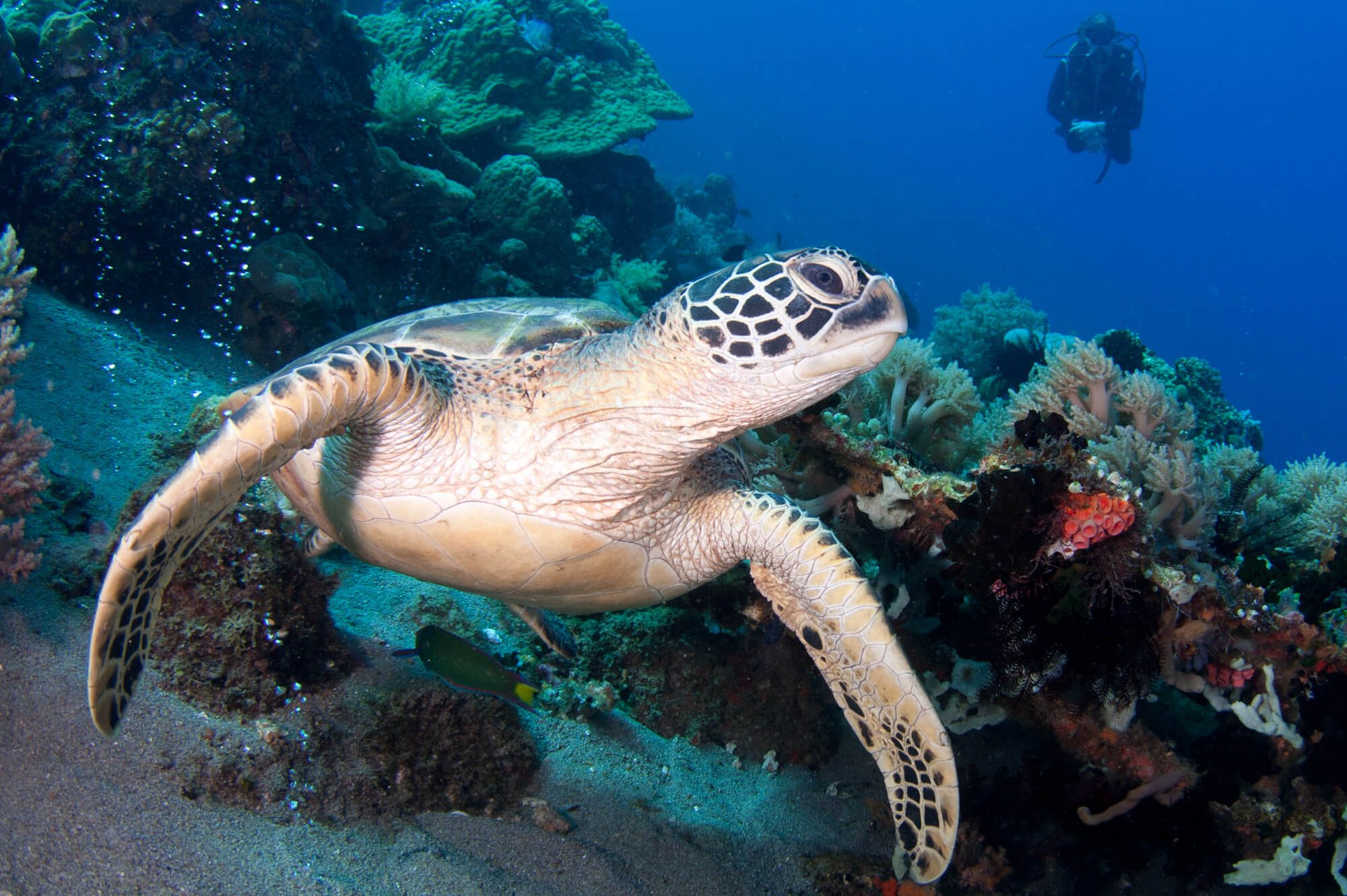 Philippines Apo Island Turtle 12