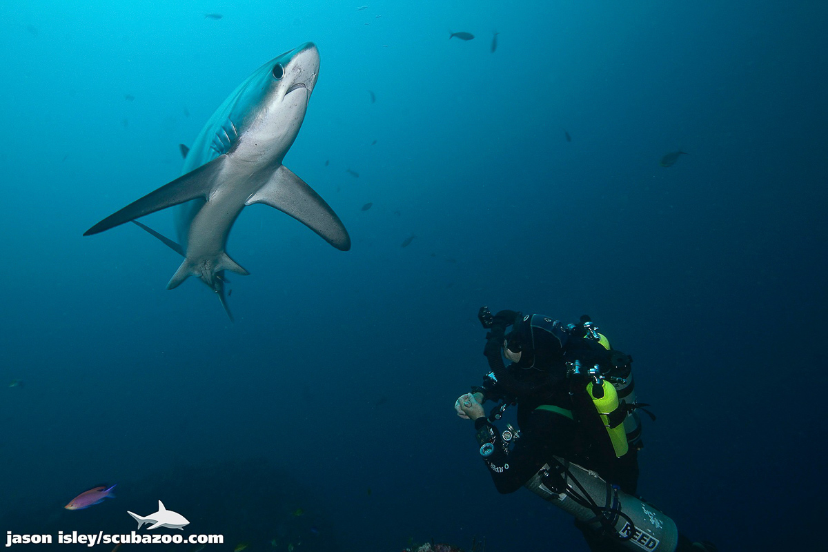 Malapascua Cebu Philiipines Diving Thresher Shark