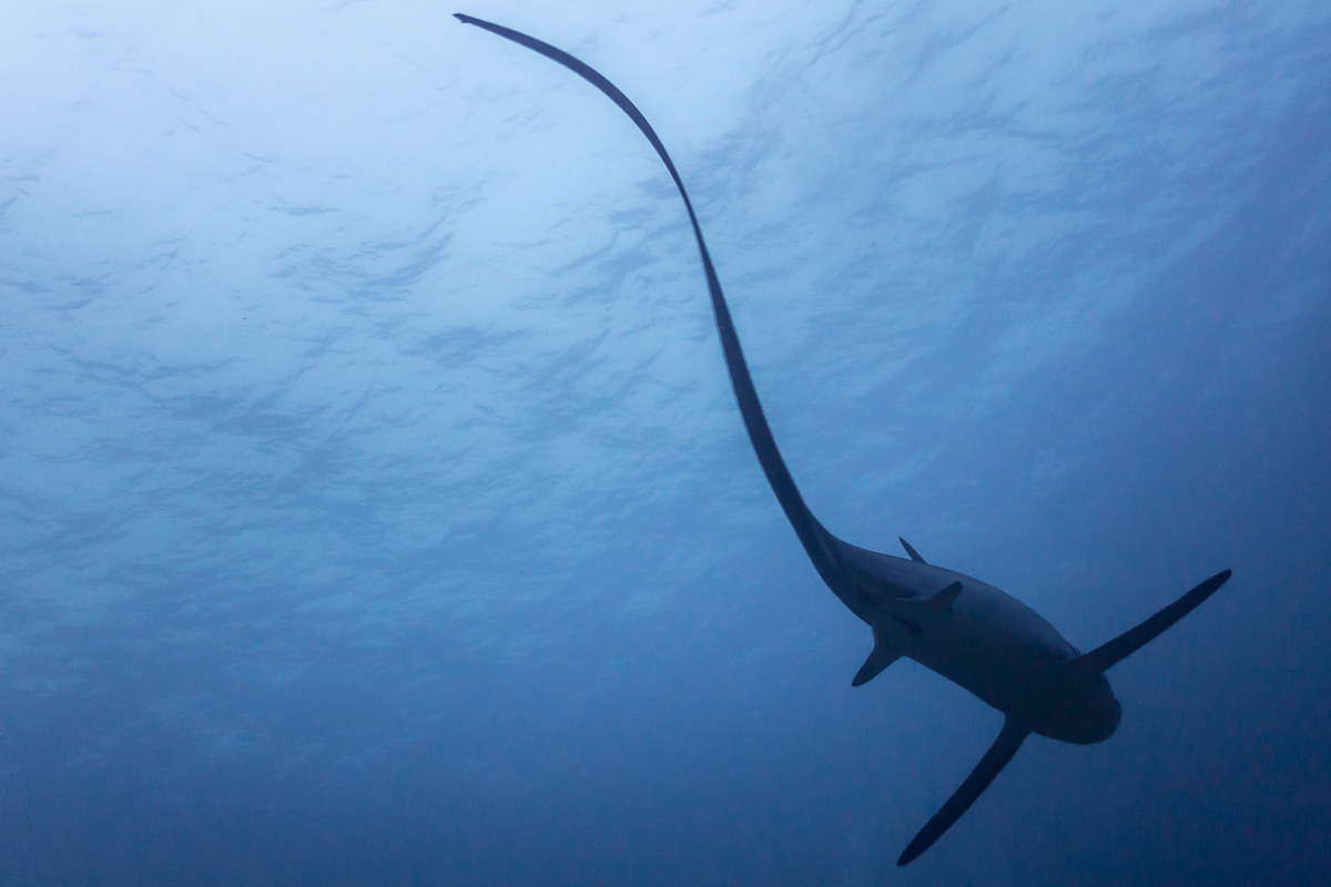 Malapascua Cebu Philiipines Diving Thresher Shark