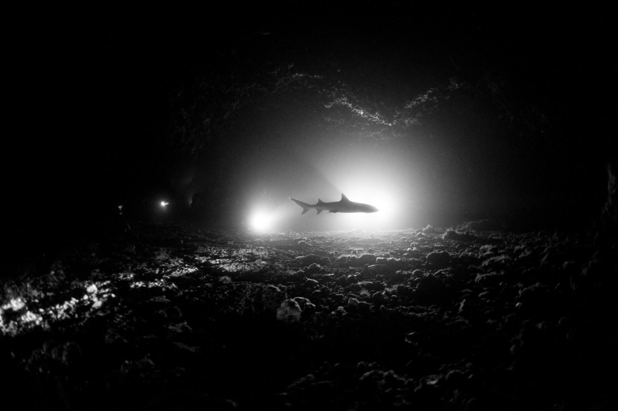 Malapascua Gato Shark Tunnel 3