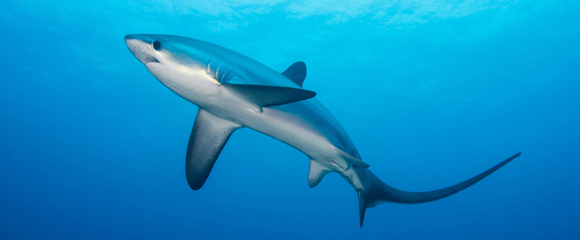 Malapascua's thresher sharks are a highlight of liveaboard itineraries in the northern Visayas