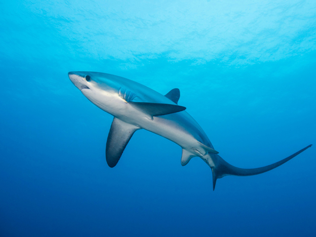 Thresher sharks at Malapascua, Philippines