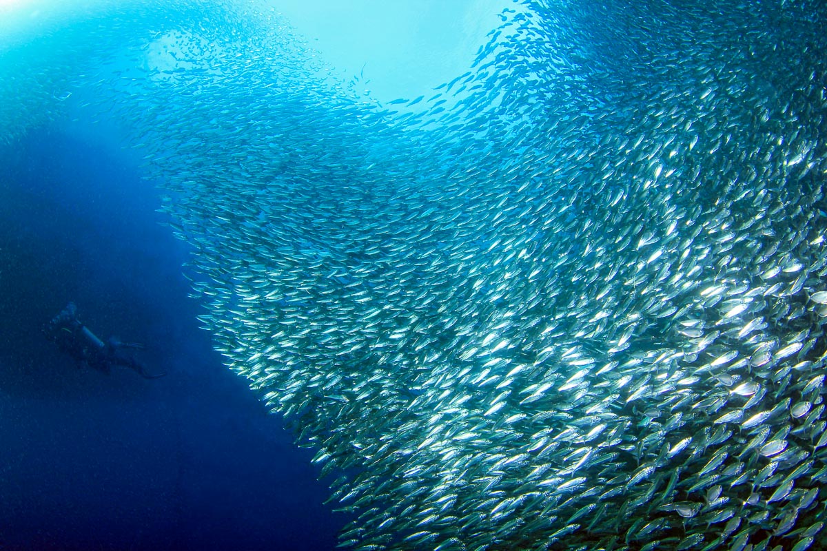 Moalboal Cebu Scuba Diving Sardines Reef 2