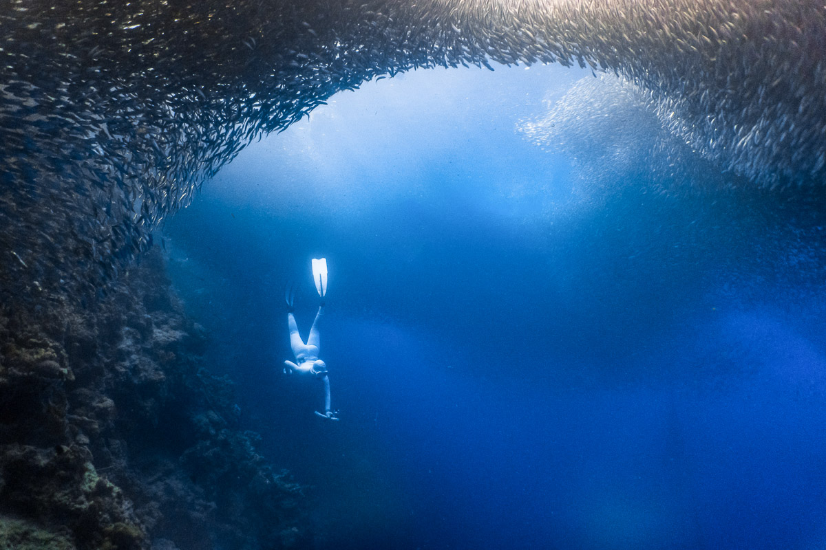 Moalboal Cebu Scuba Diving Sardines Reef 3