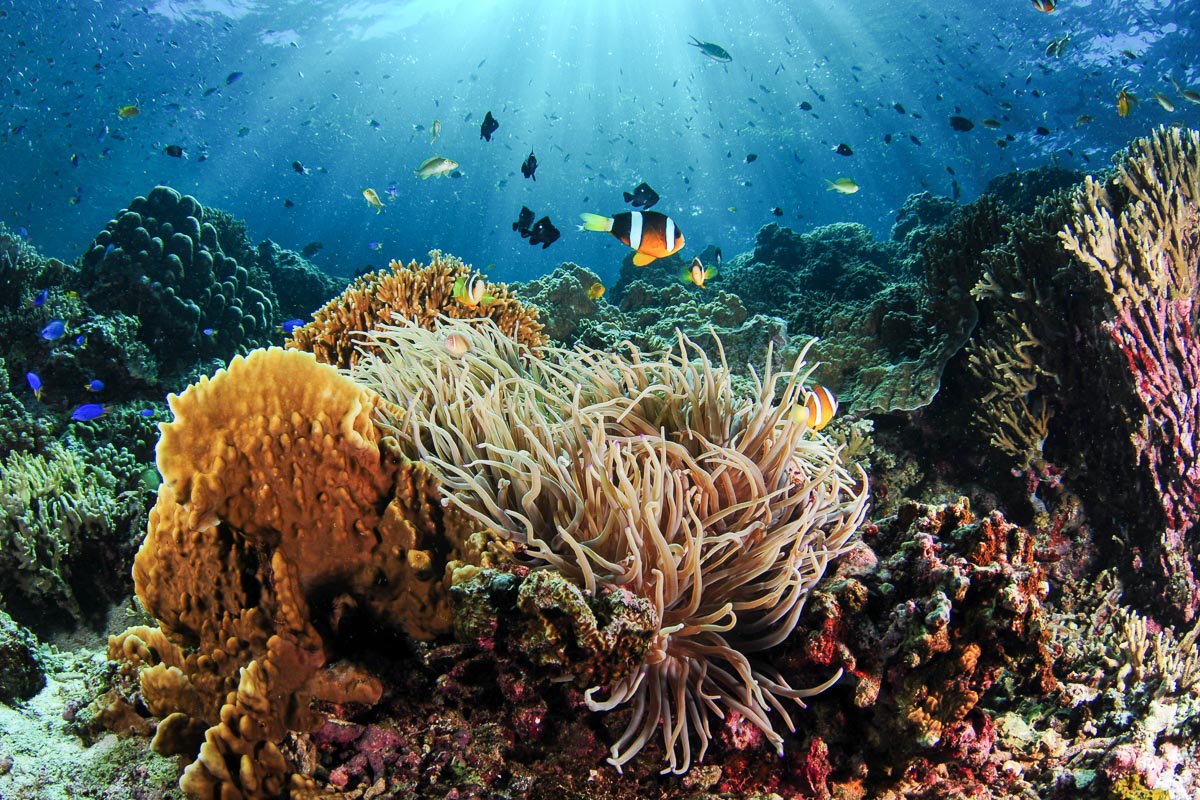 Moalboal Cebu Scuba Diving Sardines Reef 8