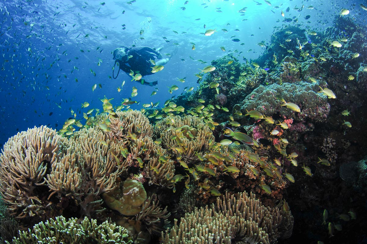 Moalboal Cebu Scuba Diving Sardines Reef 9