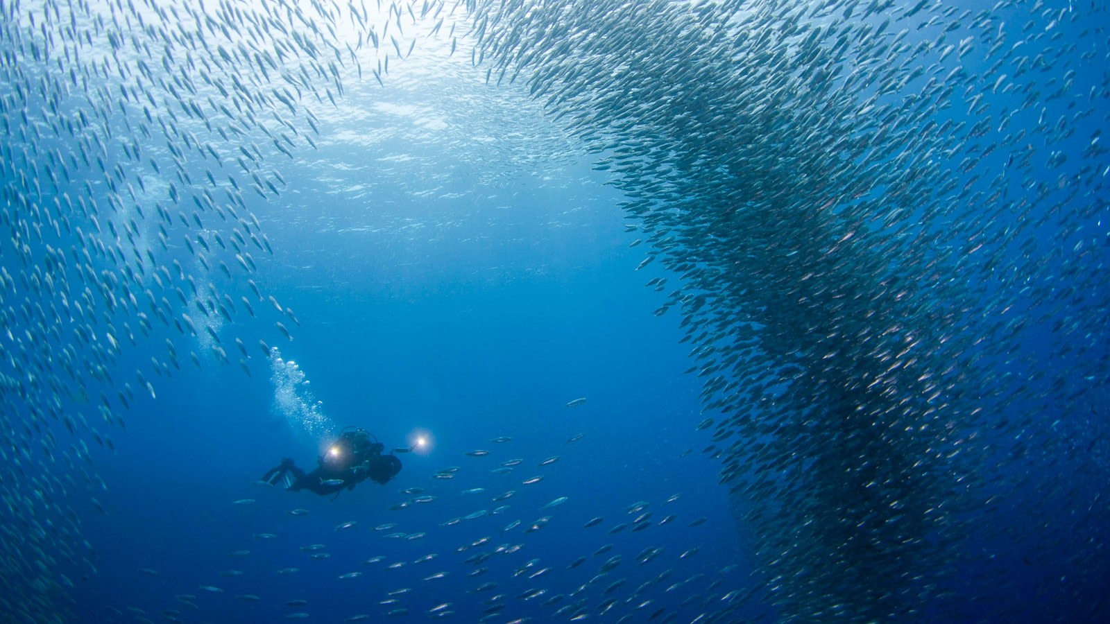 Moalboal Cebu Scuba Diving Sardines Banner