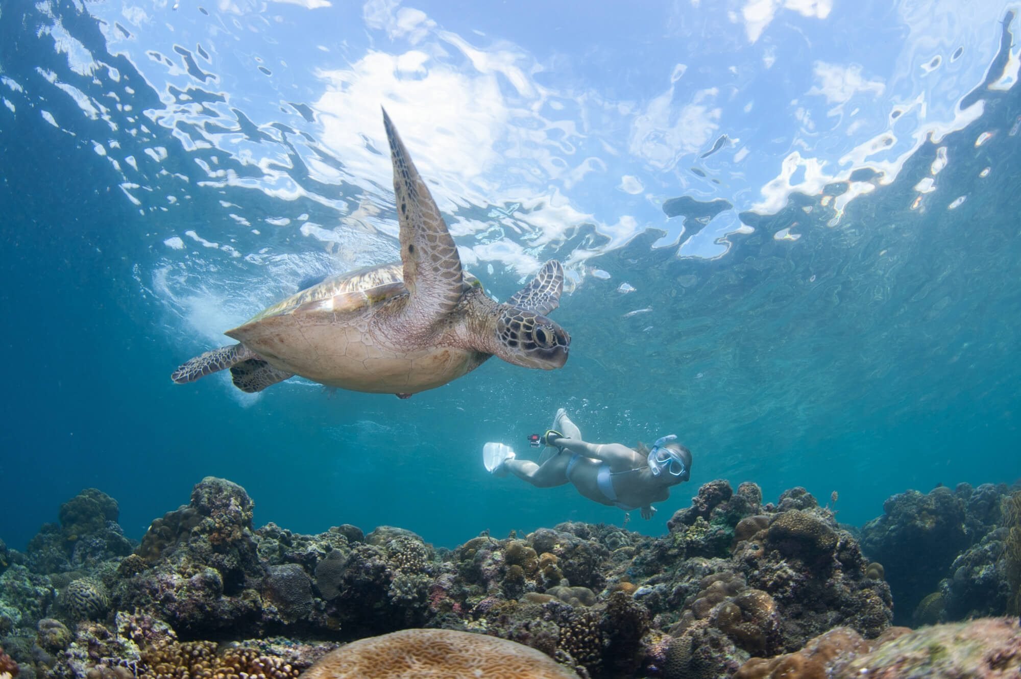 Moalboal Sampaguita Turtle