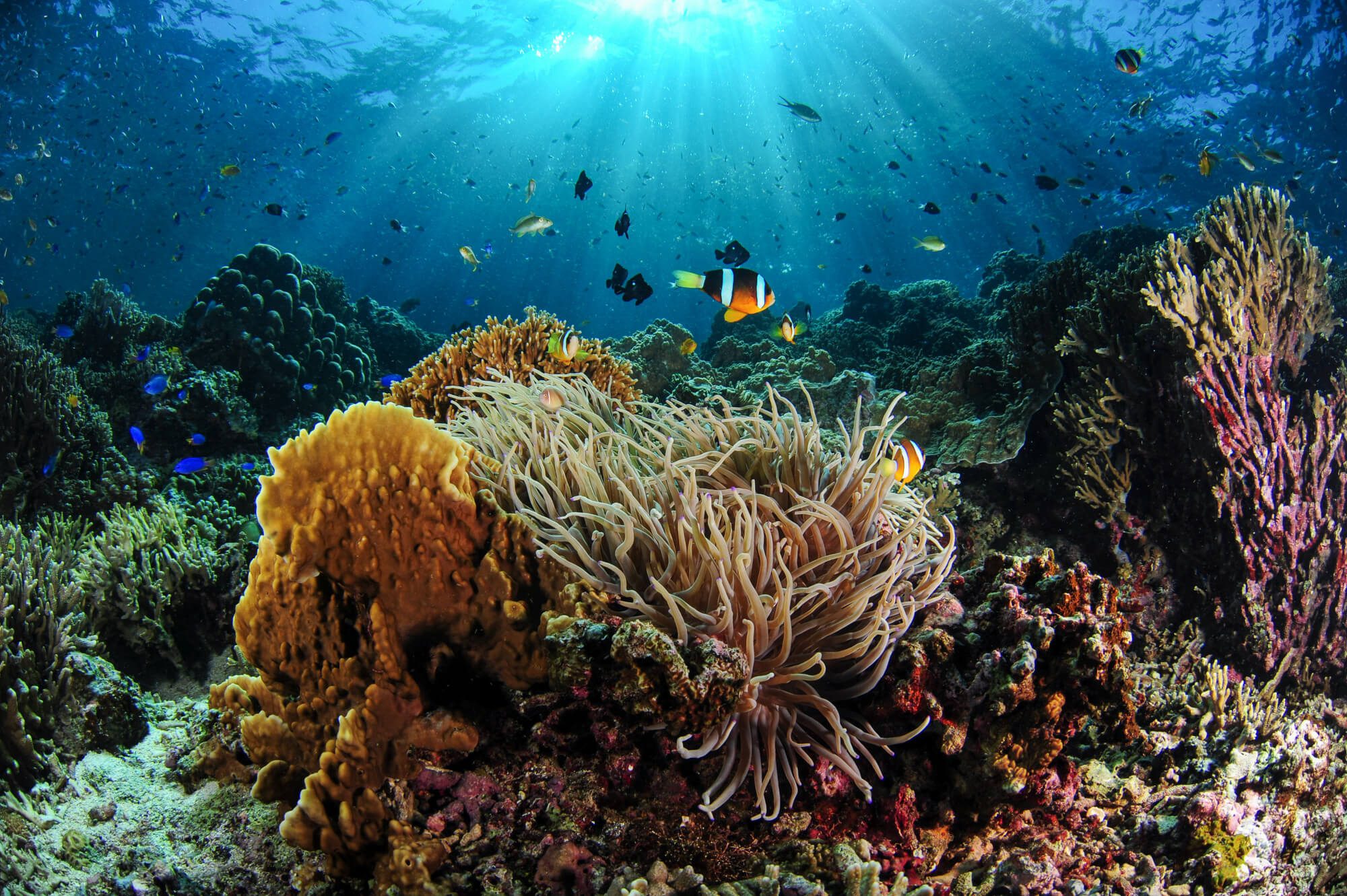Moalboal's impressive, coral-clad walls lie just metres from the shore