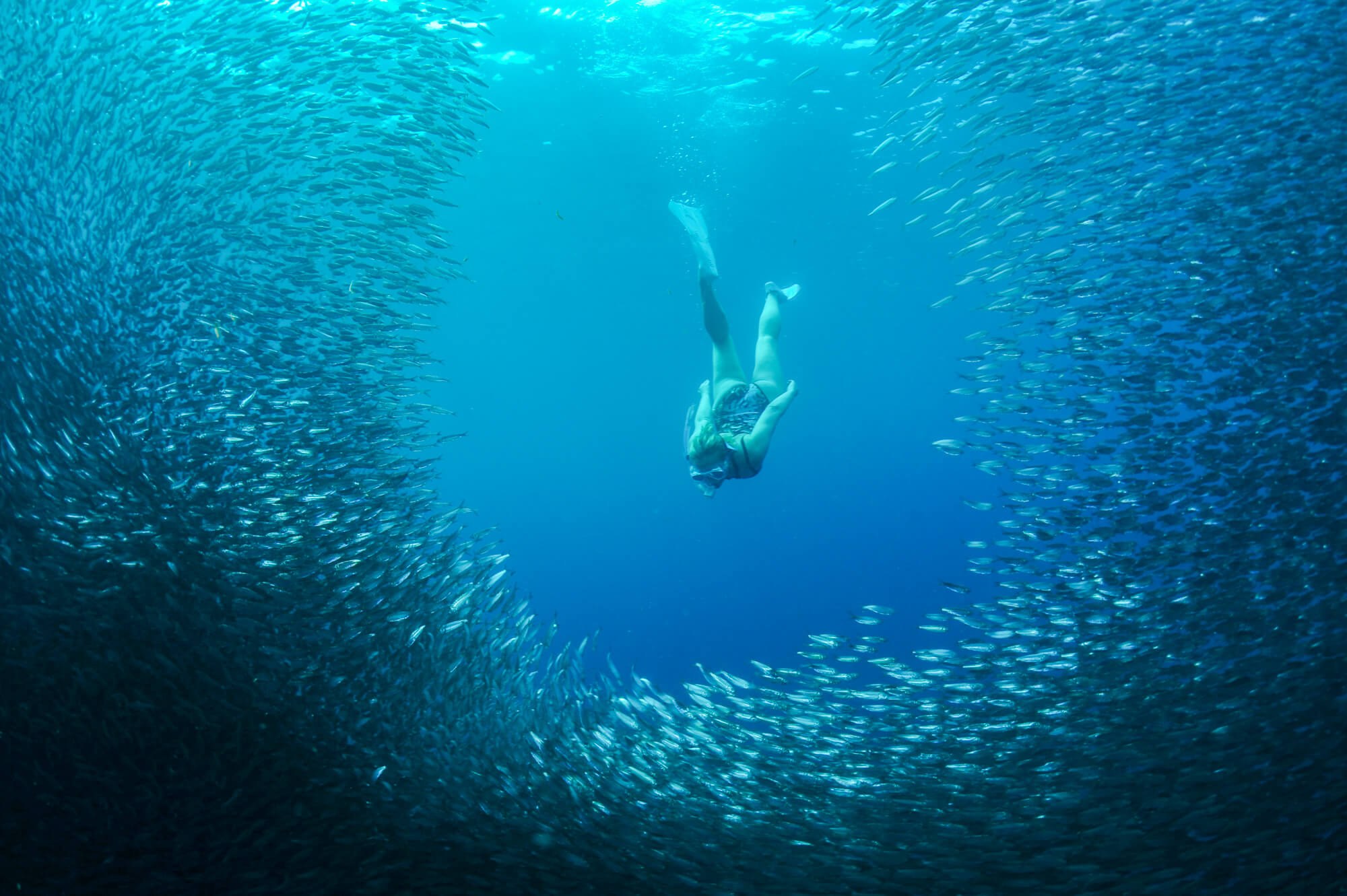 Snorkeler swimming through sardines in Moalboal, Philippines