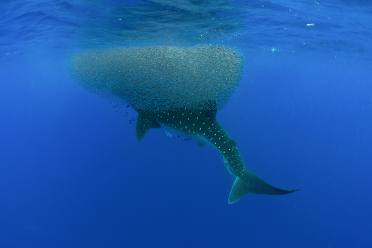 Sharks, whales and rays -  diving and snorkeling in the Azores