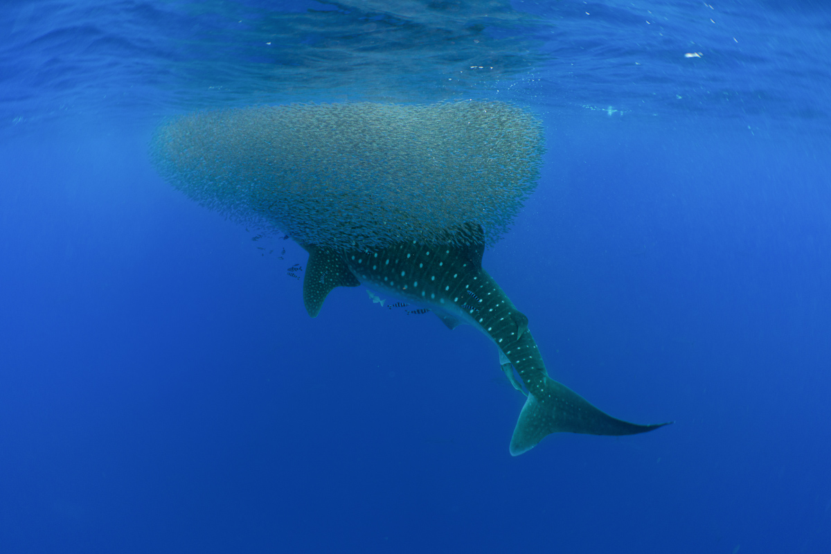 Azores Portugal Scuba Diving Sao Miguel Pico Santa Maria 9