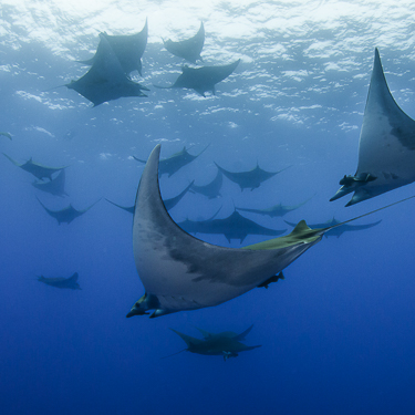 Mobula Rays Atlantic Islands