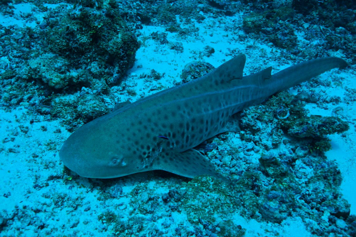 Zebra shark in the Red Sea