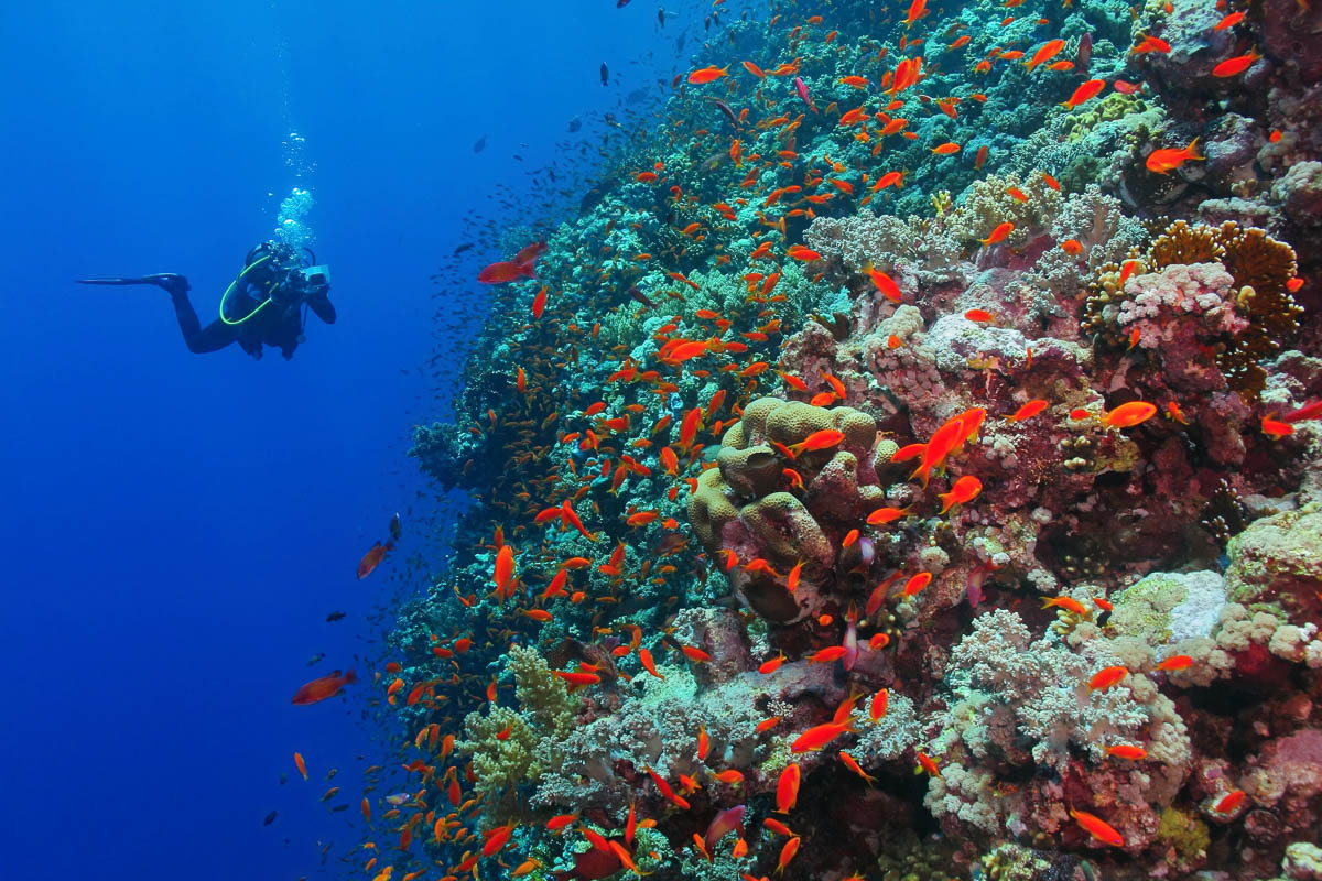 Saudi Arabia Scuba Diving 10