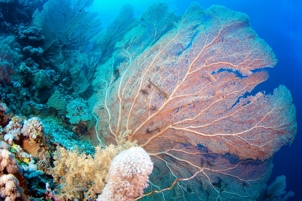 Saudi Arabia Scuba Diving 15