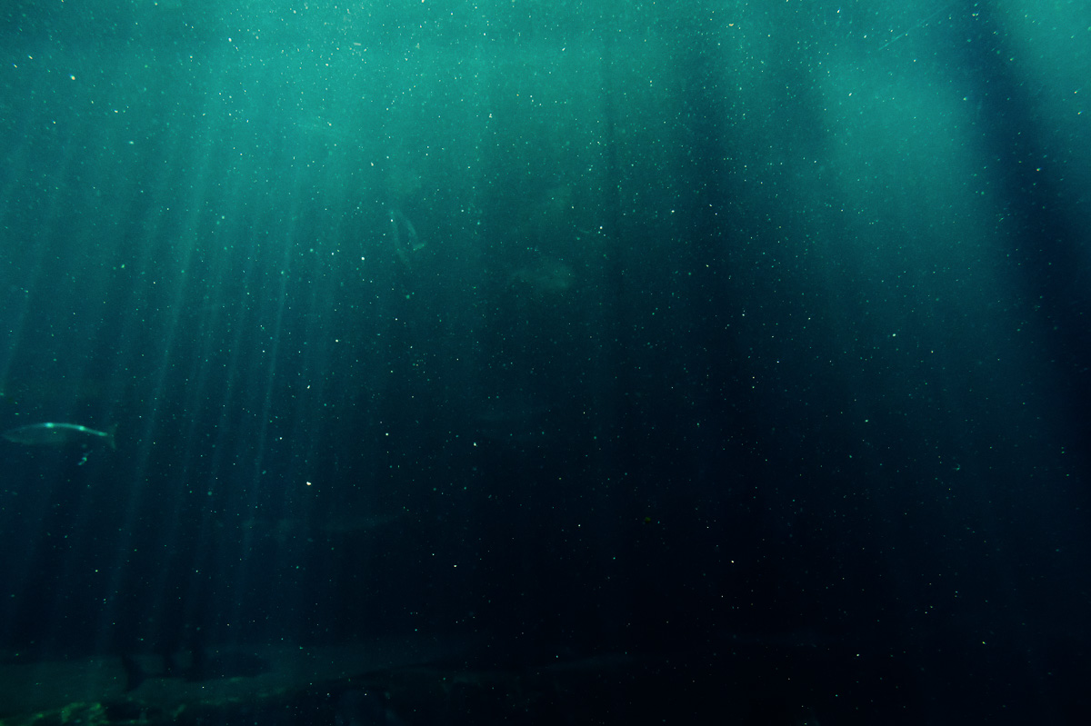 Strange new species discovered in Pacific ocean